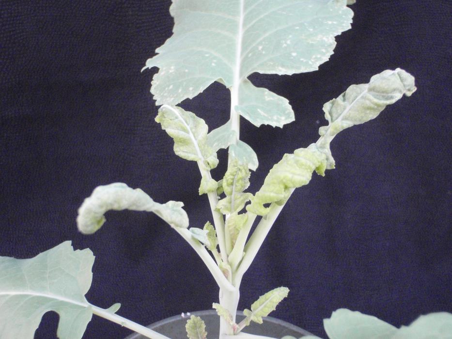 Calcium deficiency