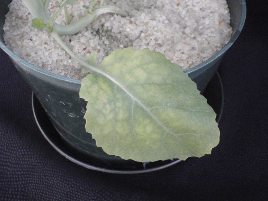 Beginning Mg Deficiency