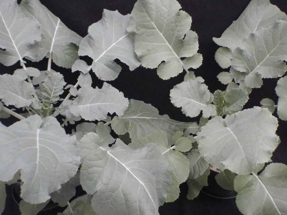 Mn Deficiency
