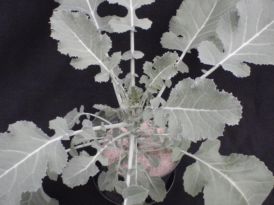 Healthy plant