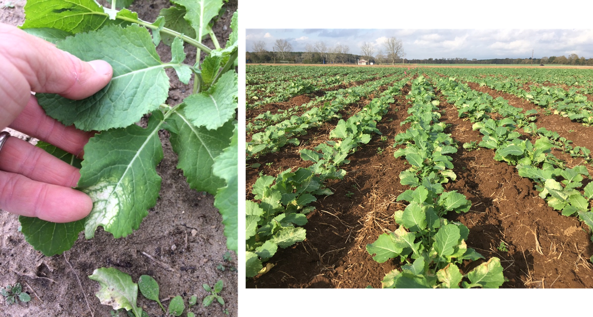 Leaf bleaching from frost
