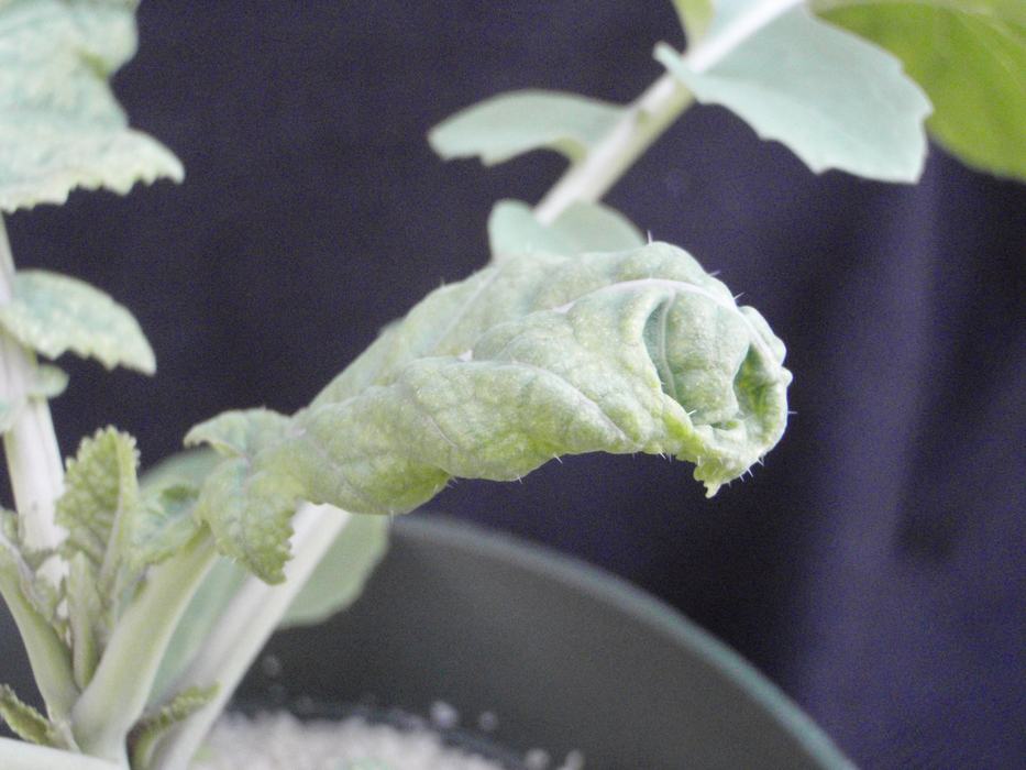 Curled new leaves