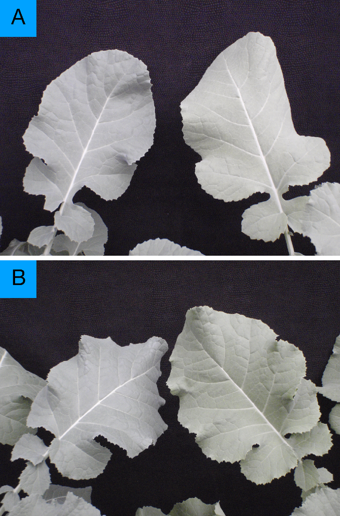 Mn deficiency pale coloration