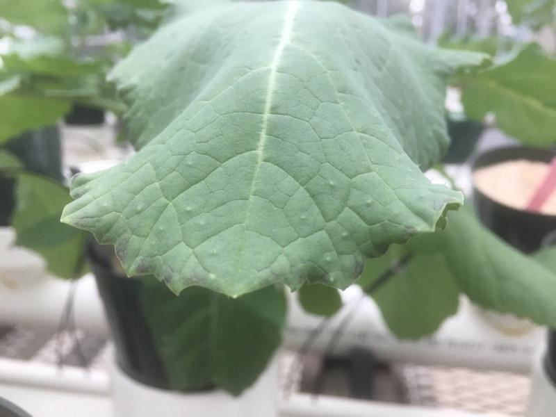 Beginning Zn deficiency