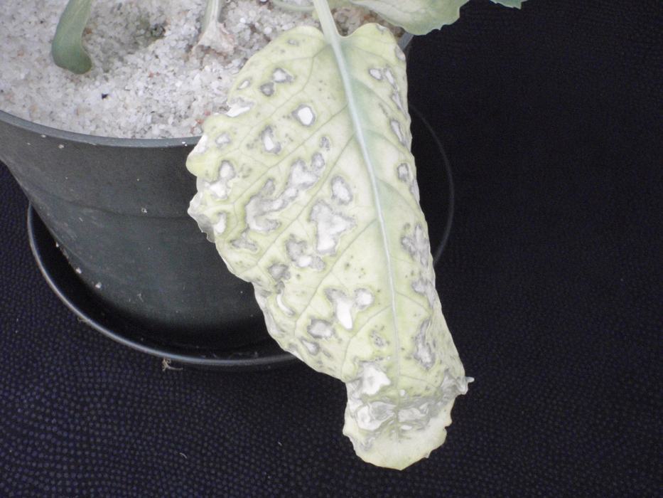 Intermediate Magnesium deficiency