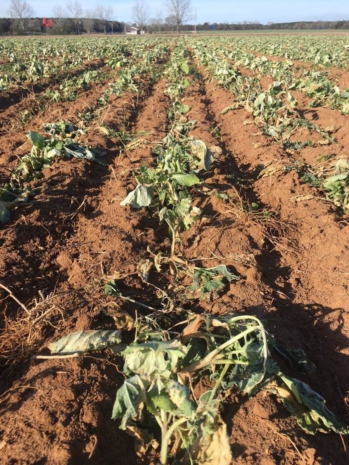 Severe cold damage of carinata
