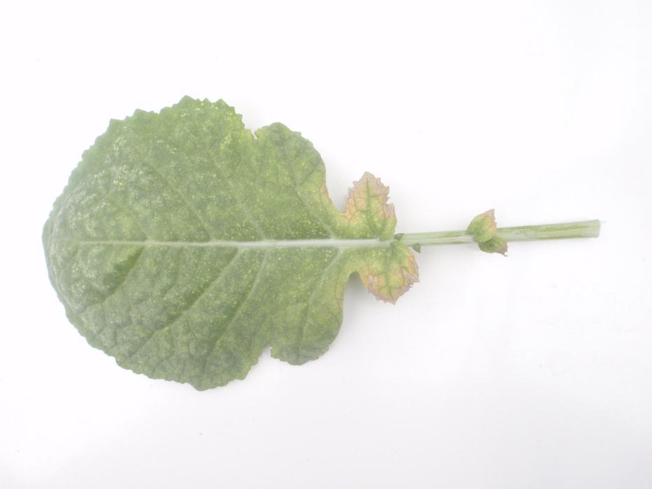 Interveinal chlorosis near petiole