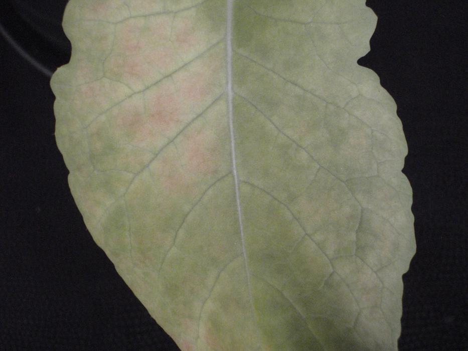 Purpling of leaf surface