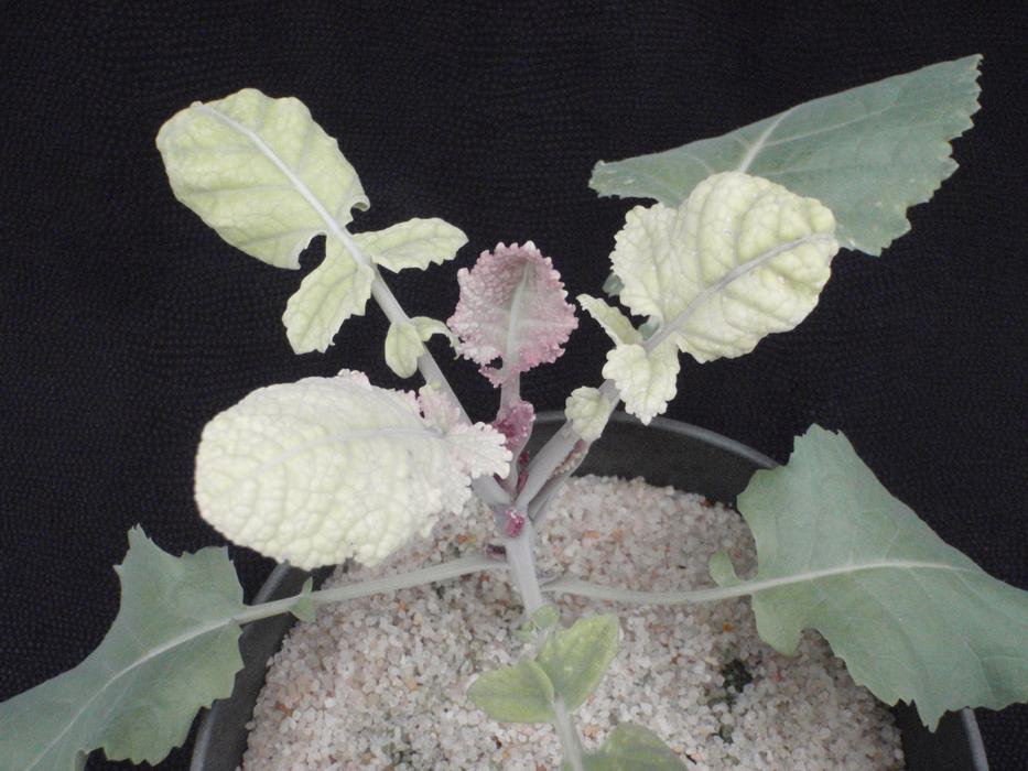 Marginal curling and pink foliage