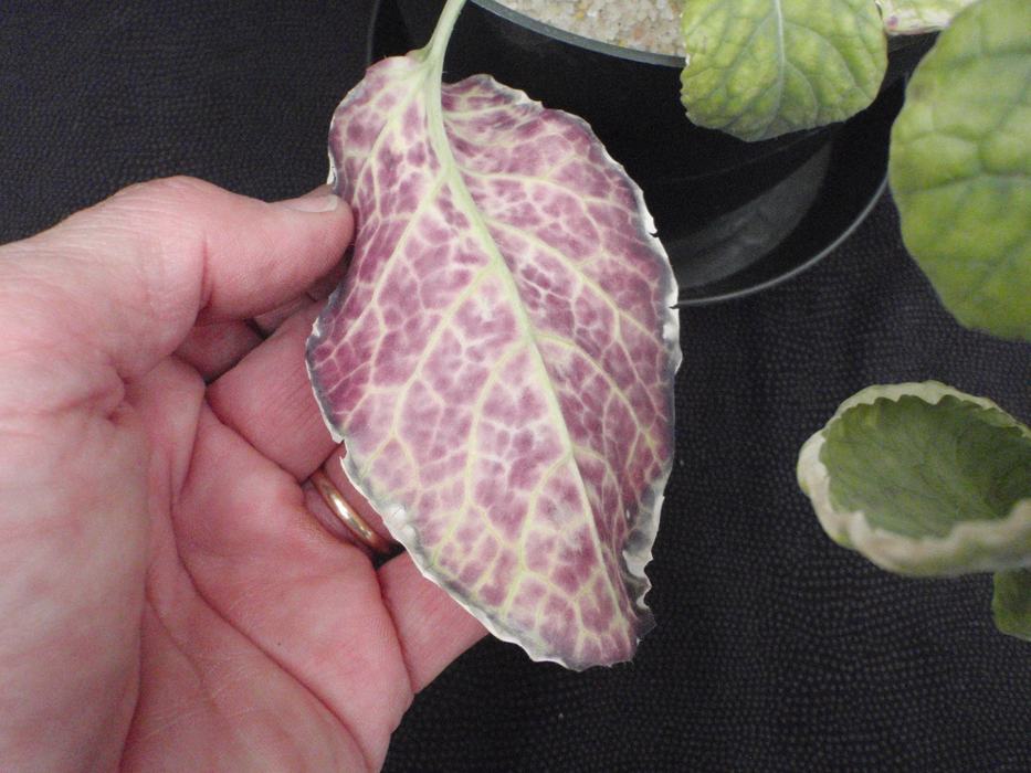 Advanced Mg deficiency