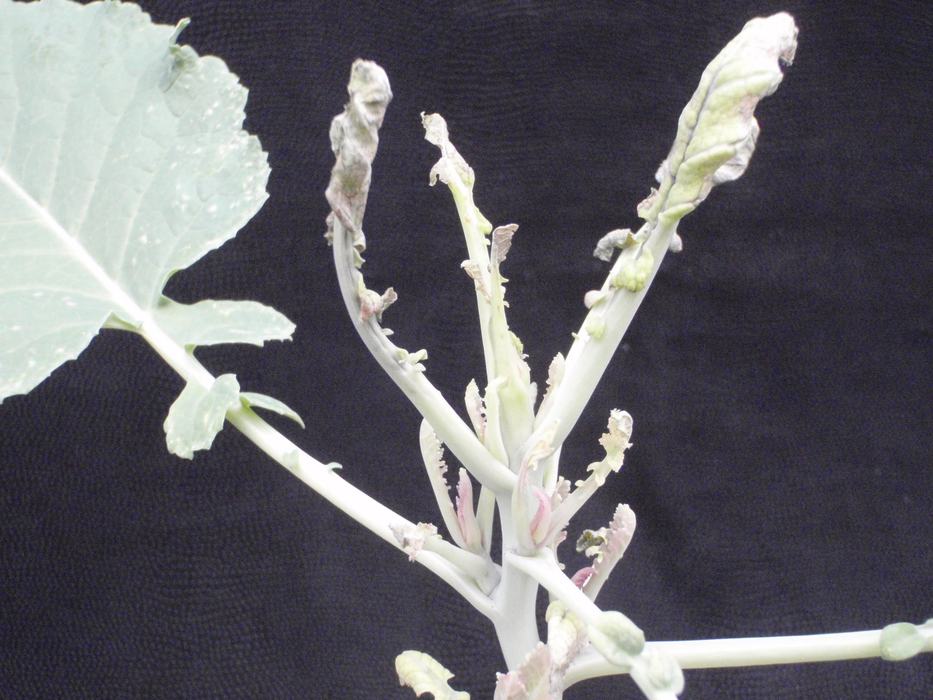Death of growing tip