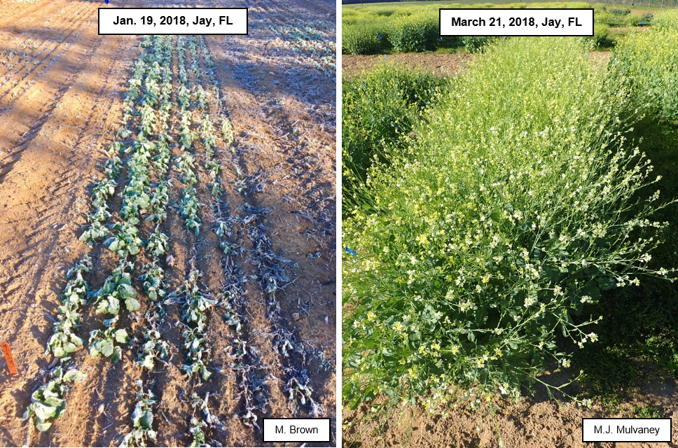 Carinata fill in at flowering