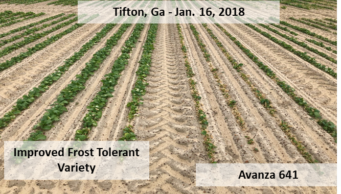 Frost tolerant carinata lines