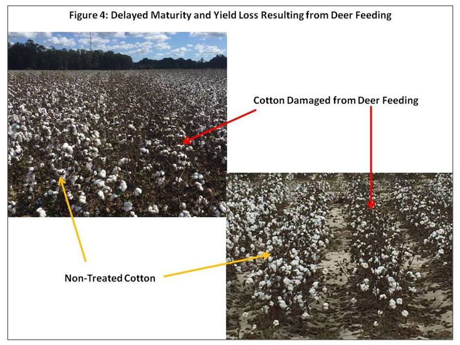 crop maturity and loss