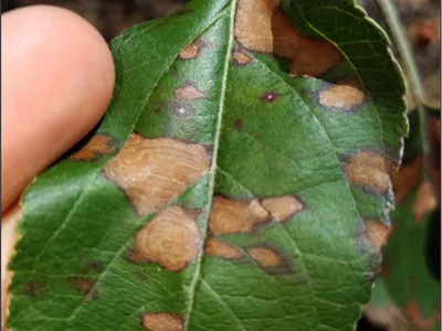 GLS Early Leaf
