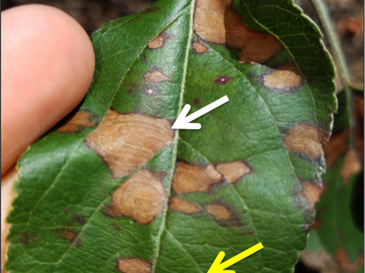 Early symptoms of Glomerella Leaf Spot