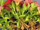 Cluster of pink petunia flowers with green foliage and brown wilted leaves
