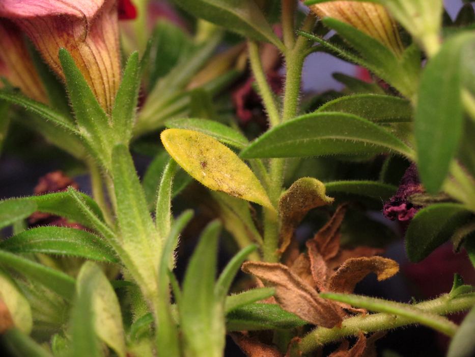 Leaf with moderate symptoms, not yet dried out