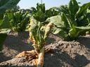 Tobacco plants in a field with one central plant wilted and leaf edges browned.