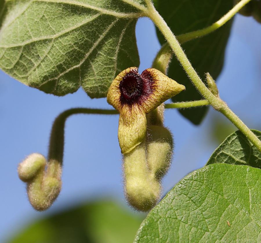 Dutchman's pipe. 