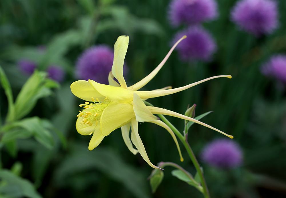 Golden columbine and chives. 