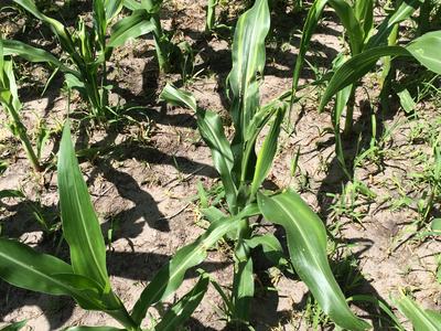 Young corn plants growing in sandy soil with grass weeds and sunlight shadows