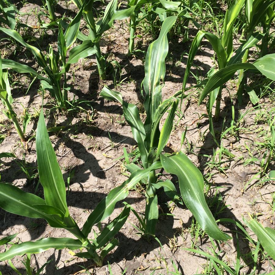 Young corn plants growing in sandy soil with grass weeds and sunlight shadows