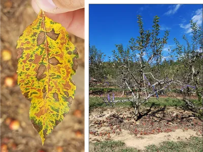 Symptoms of Glomerella Leaf Spot later in the season
