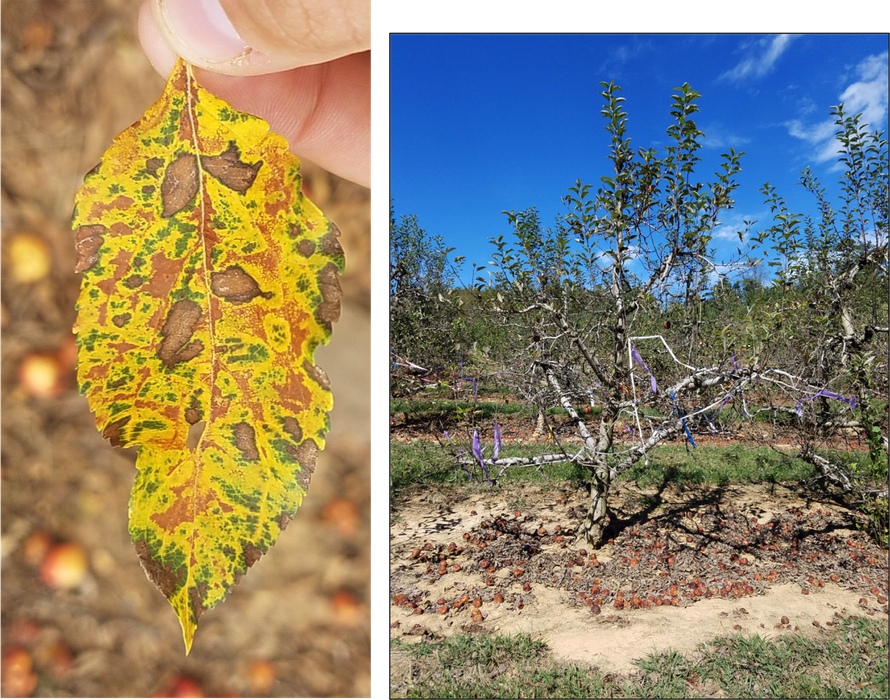 Symptoms of Glomerella Leaf Spot later in the season. Left Photo: Leaf 