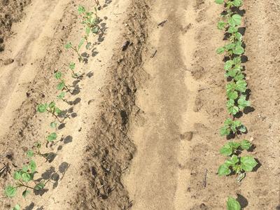 Rows of young seedlings in parallel furrows of sandy soil