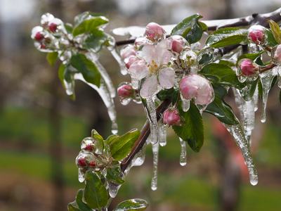 'Gala' blossoms with ice accumulation