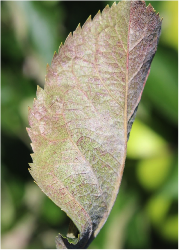 powdery mildew