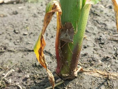Stink bug clinging to base of young corn stalk with dry leaf debris
