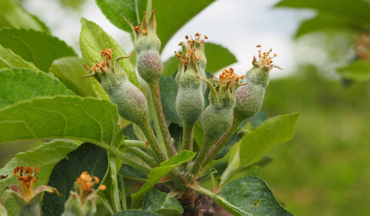 Thinning Alert: Apple Thinning Responses May Be Aggressive - Southern ...