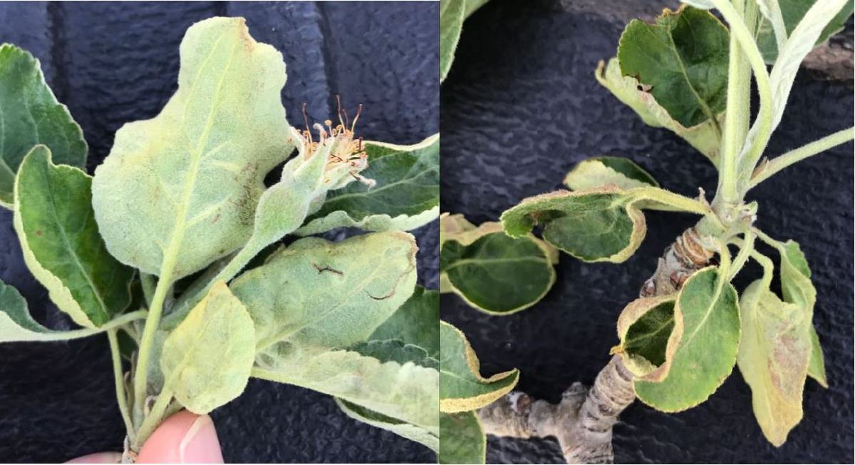 Sublethal spur leaf injury