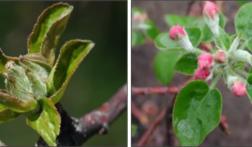 Apple Disease Update: Tight Cluster and Pink Bud - Extension Plant ...