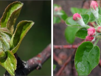 Tight Cluster (left) and Pink Bud (right) growth stages on apple