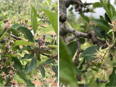 Variation in initial fruit set