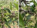 Variation in initial fruit set