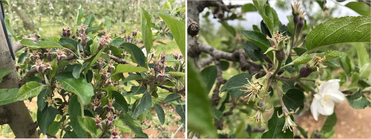 Variation in initial fruit set