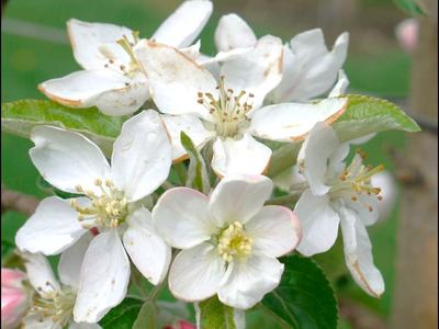 apple blossoms