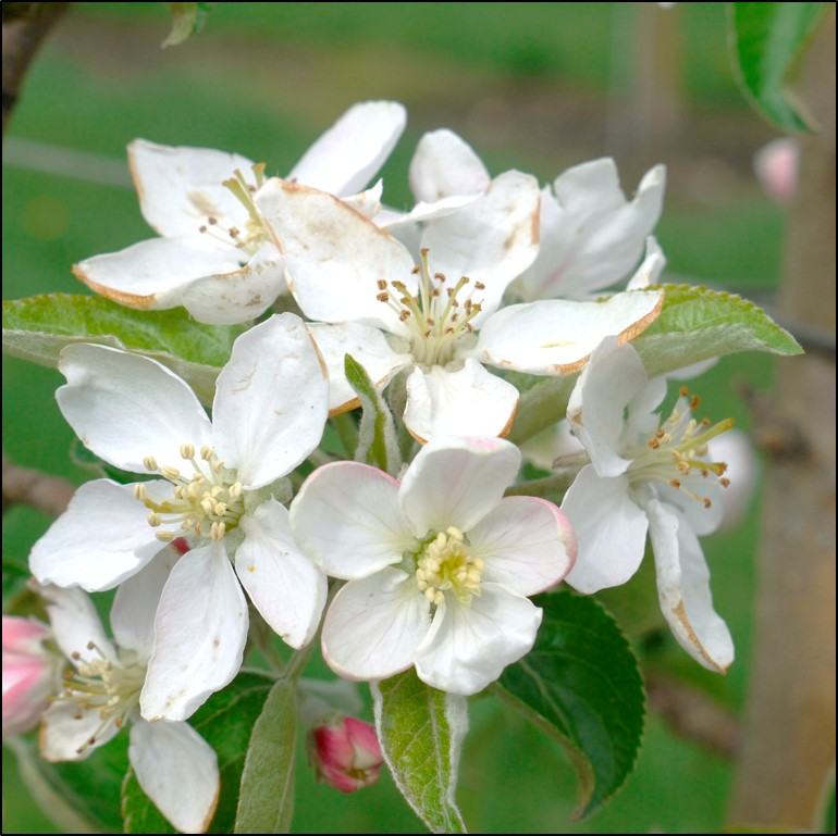 apple blossoms