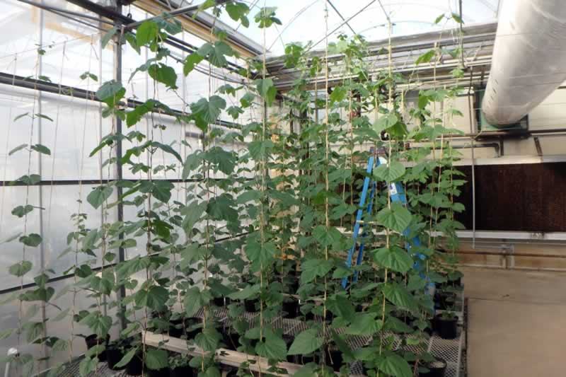 Canadian Red Vine Hop plants