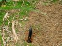 Cicada Killer