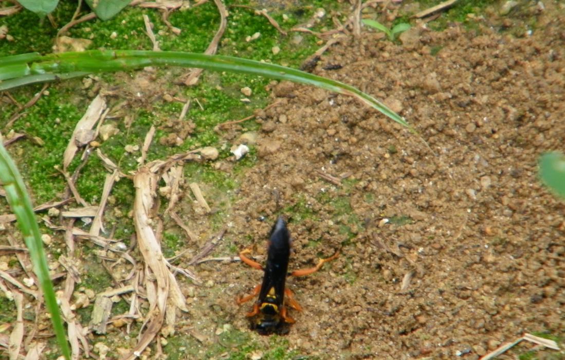 Cicada Killer
