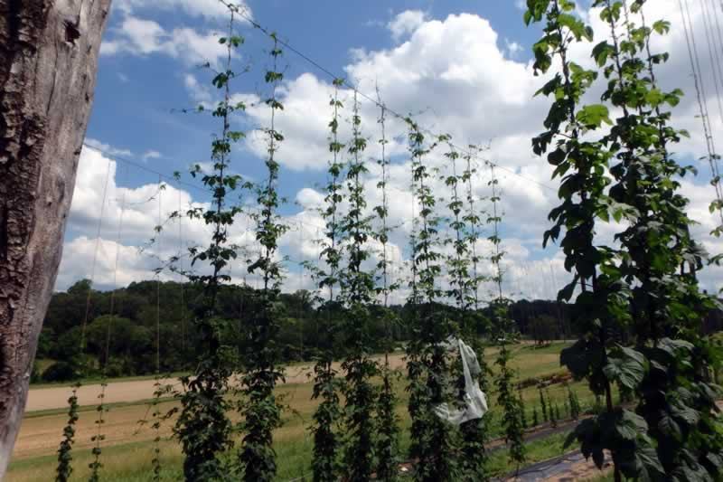 CRV plants image