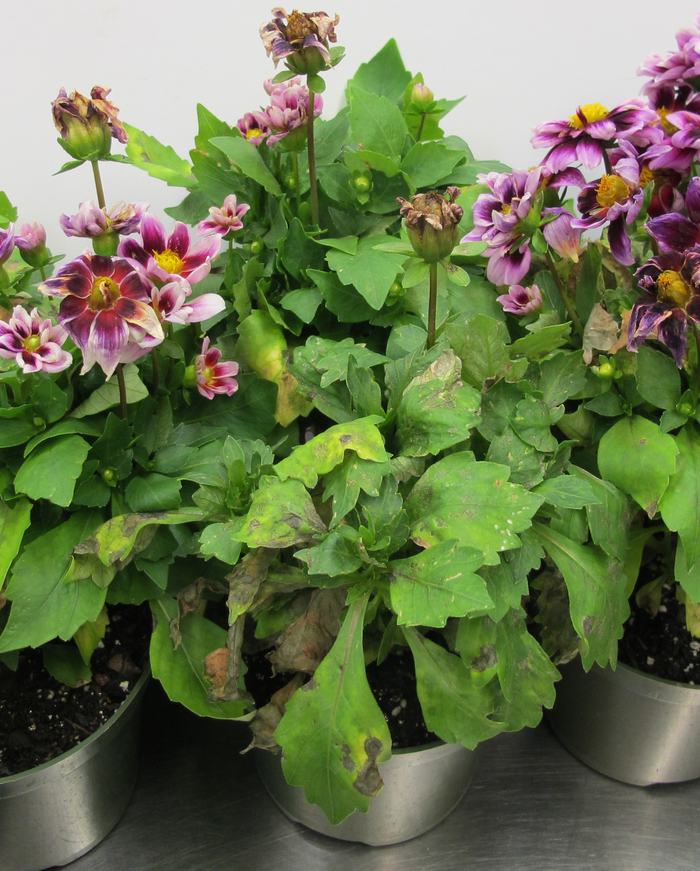 Lower leaves of potted dahlias starting to turn yellow and dry out.