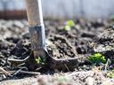 Garden hoe head digging into soil near small green seedlings
