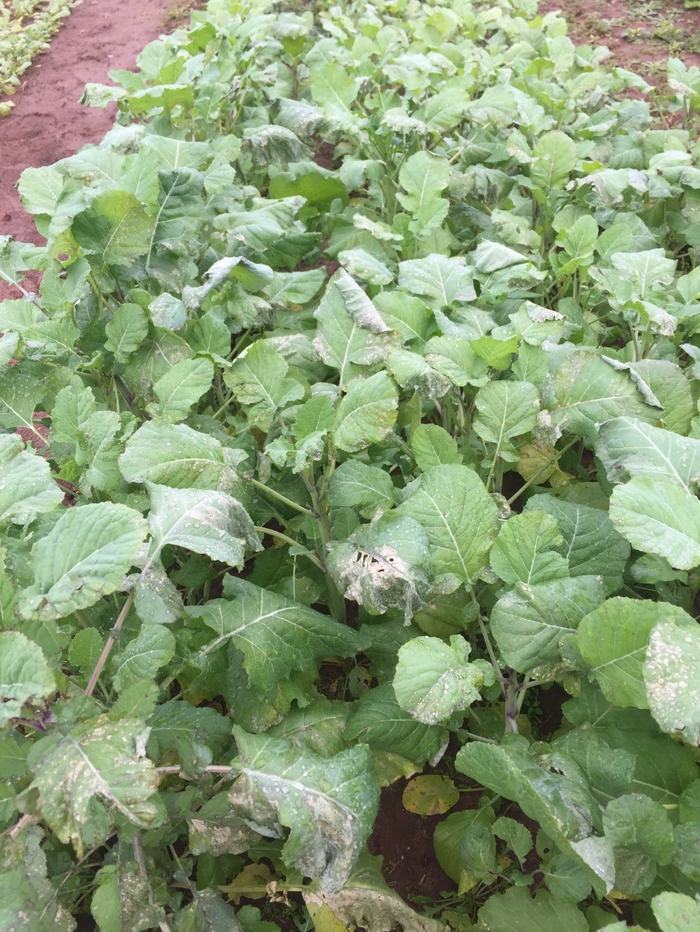 Tissue may become necrotic