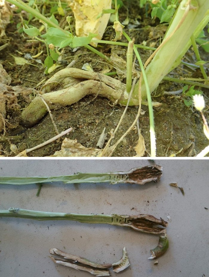 Freeze damage at bolting